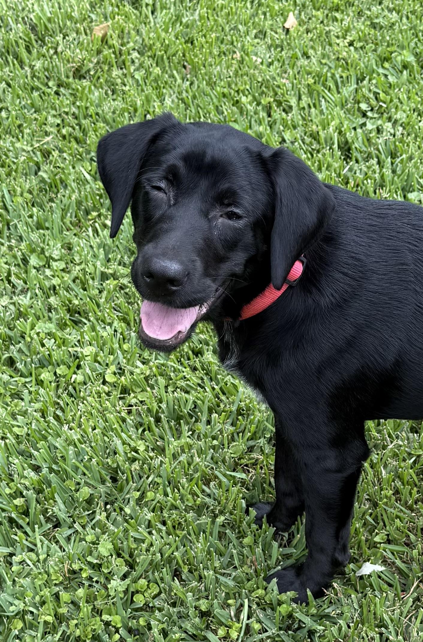 Molly, Adopted, Young Female Black Labrador Retriever.