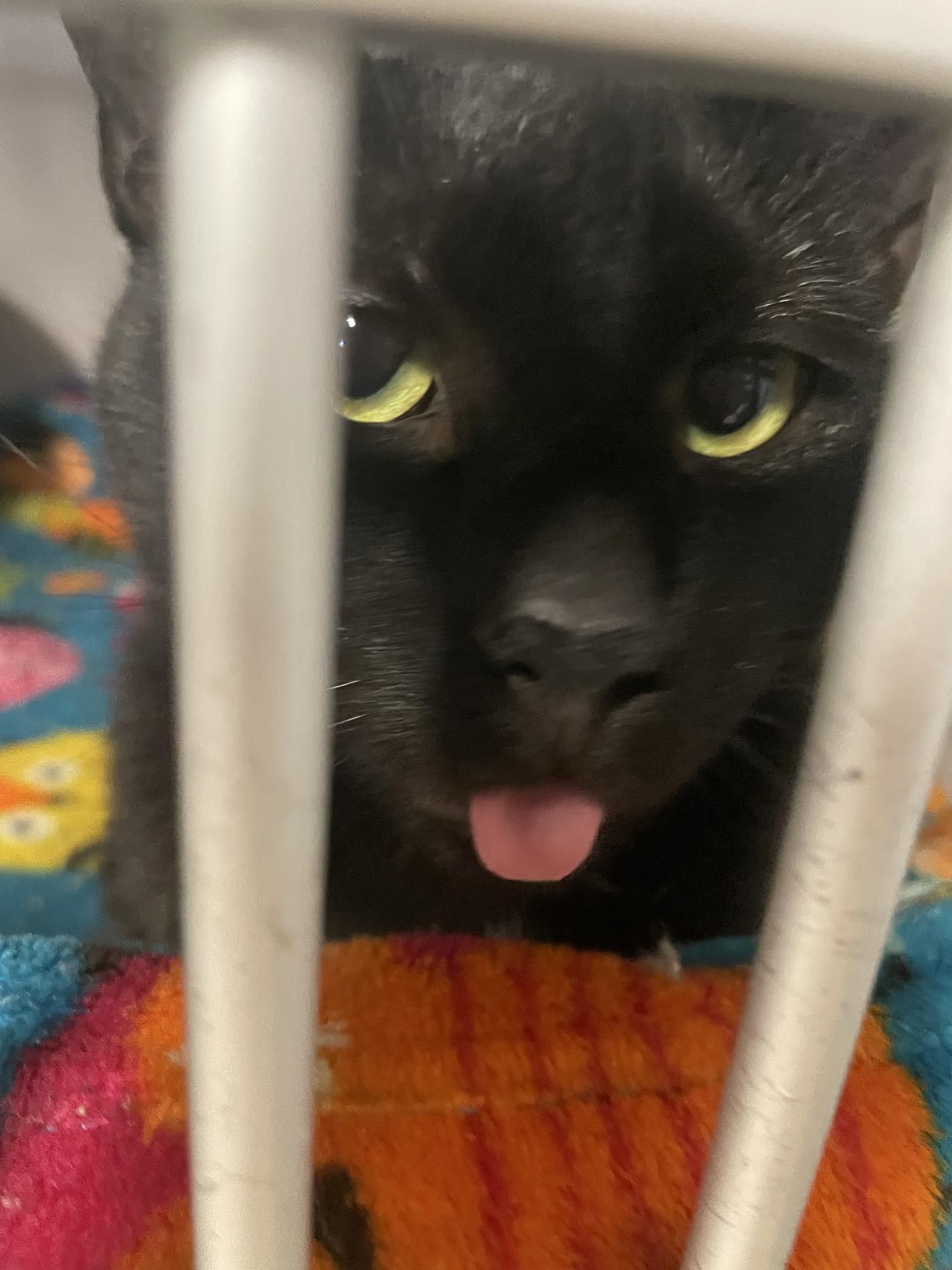 McCall, a Adoptable Domestic Short Hair in St. Maries, ID image 1/3