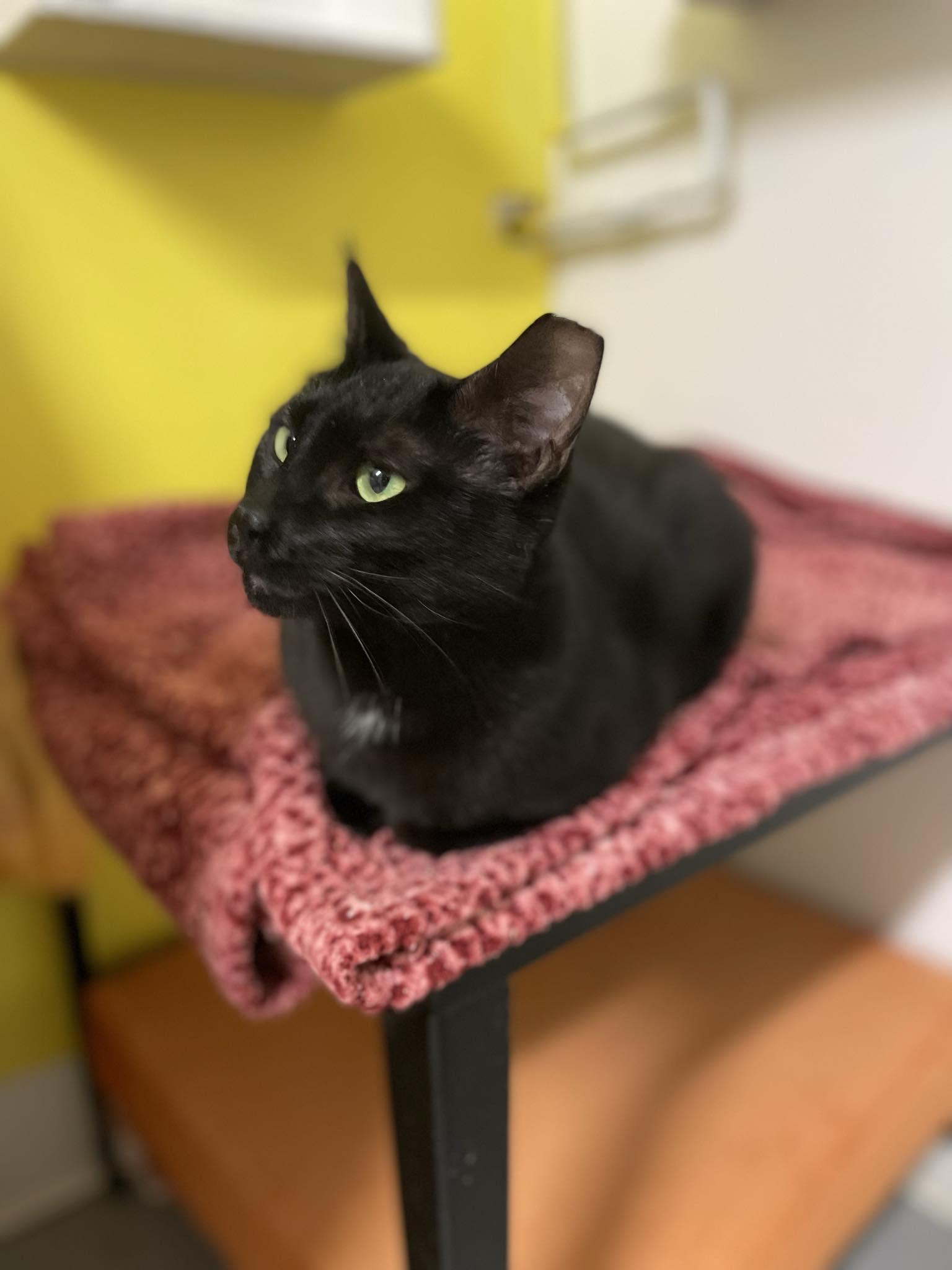 McCall, a Adoptable Domestic Short Hair in St. Maries, ID image 2/3