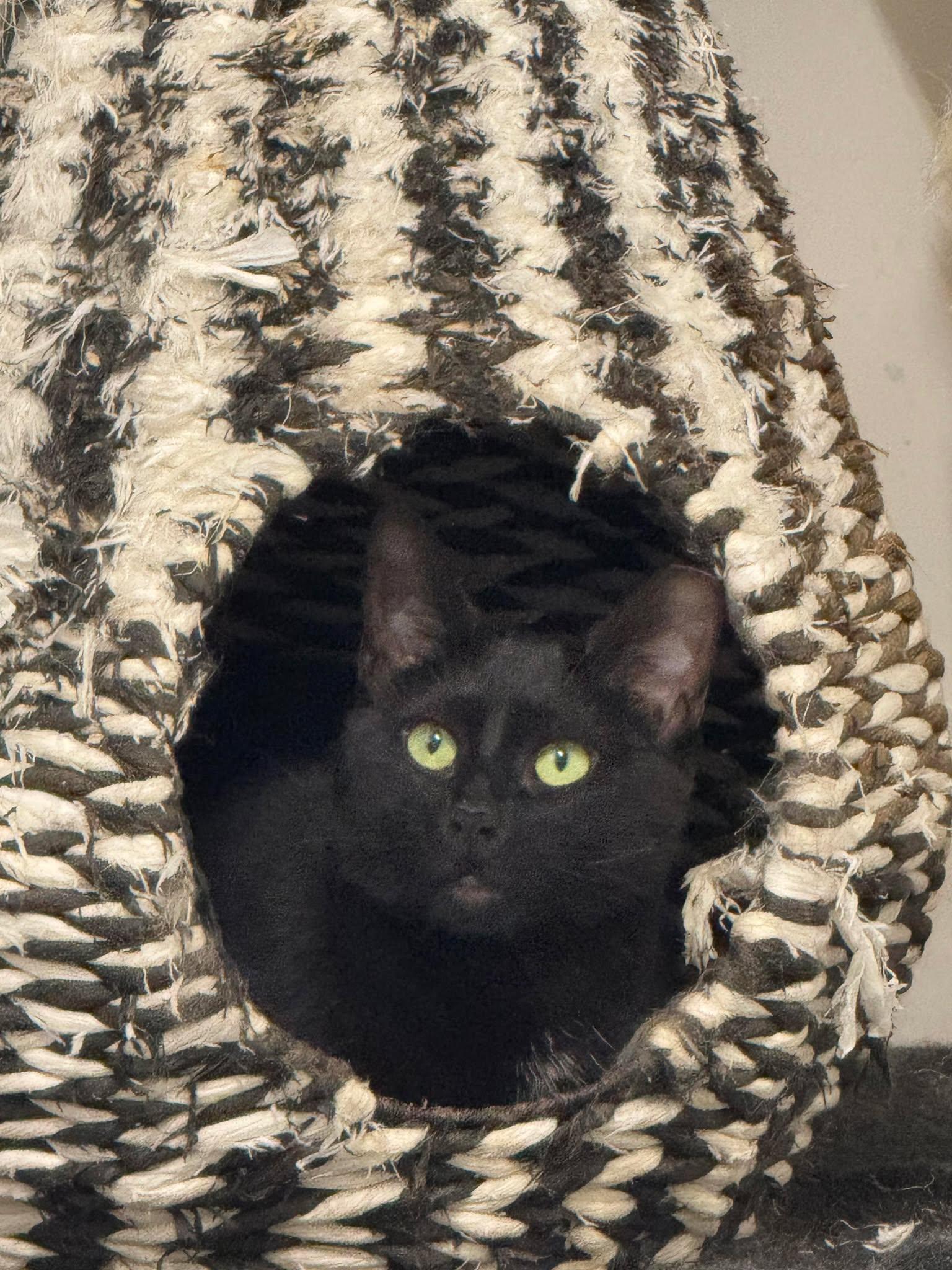 McCall, a Adoptable Domestic Short Hair in St. Maries, ID image 3/3