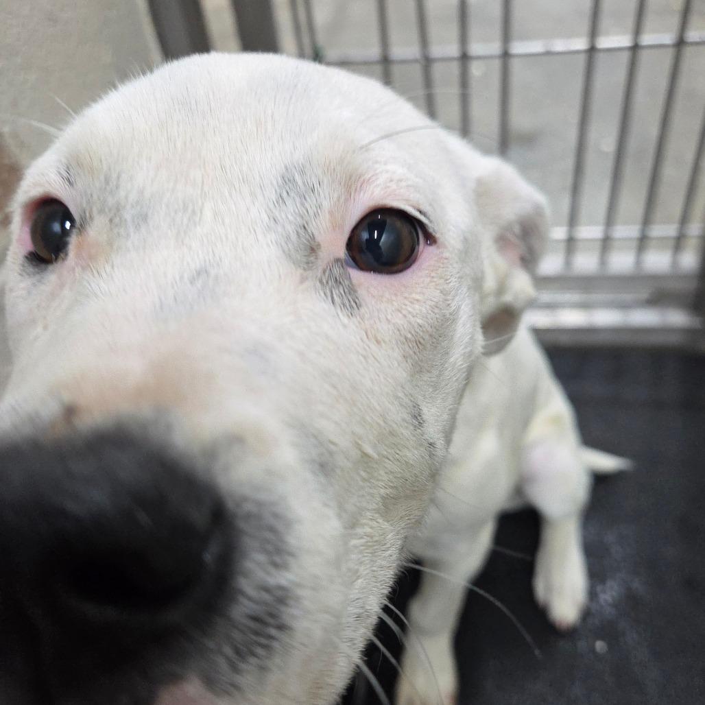 Bella, Adoptable, Young Female Pit Bull Terrier & Mixed Breed.