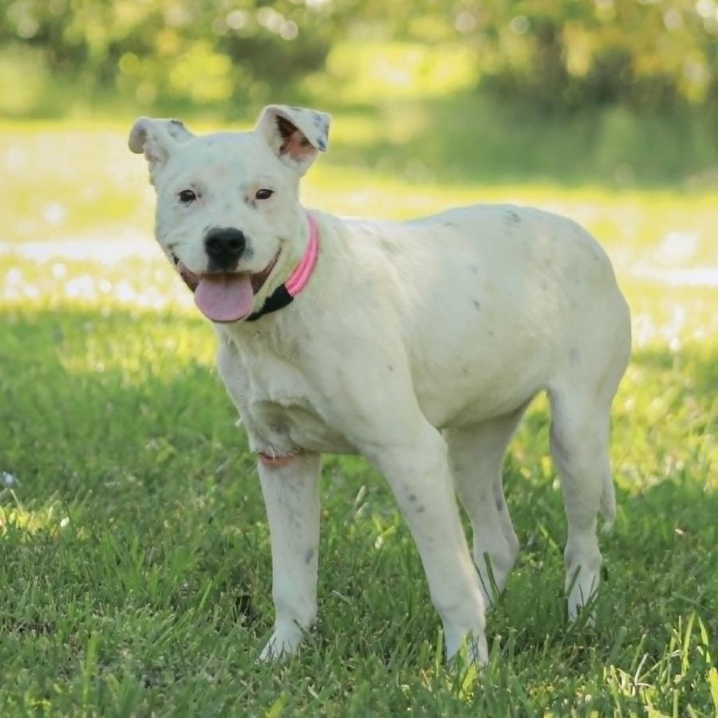 Enlarge Bella, a Adoptable mixed breed in Madisonville, KY image 2/5