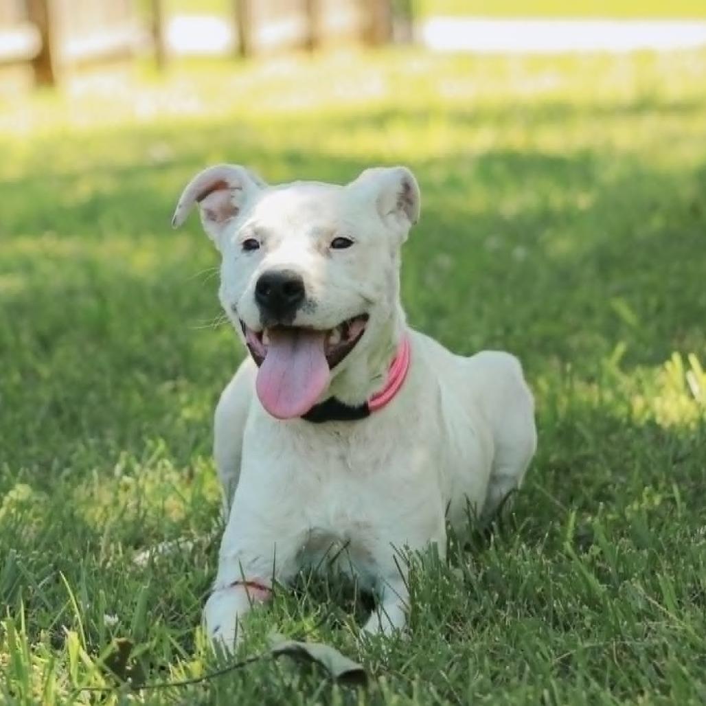 Enlarge Bella, a Adoptable mixed breed in Madisonville, KY image 3/5