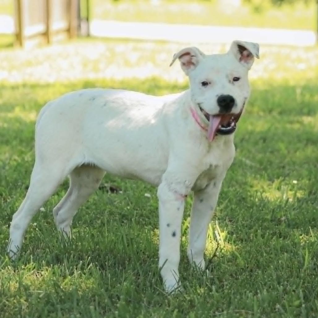 Enlarge Bella, a Adoptable mixed breed in Madisonville, KY image 4/5