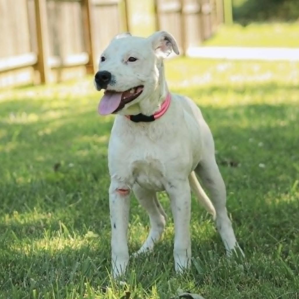 Enlarge Bella, a Adoptable mixed breed in Madisonville, KY image 5/5