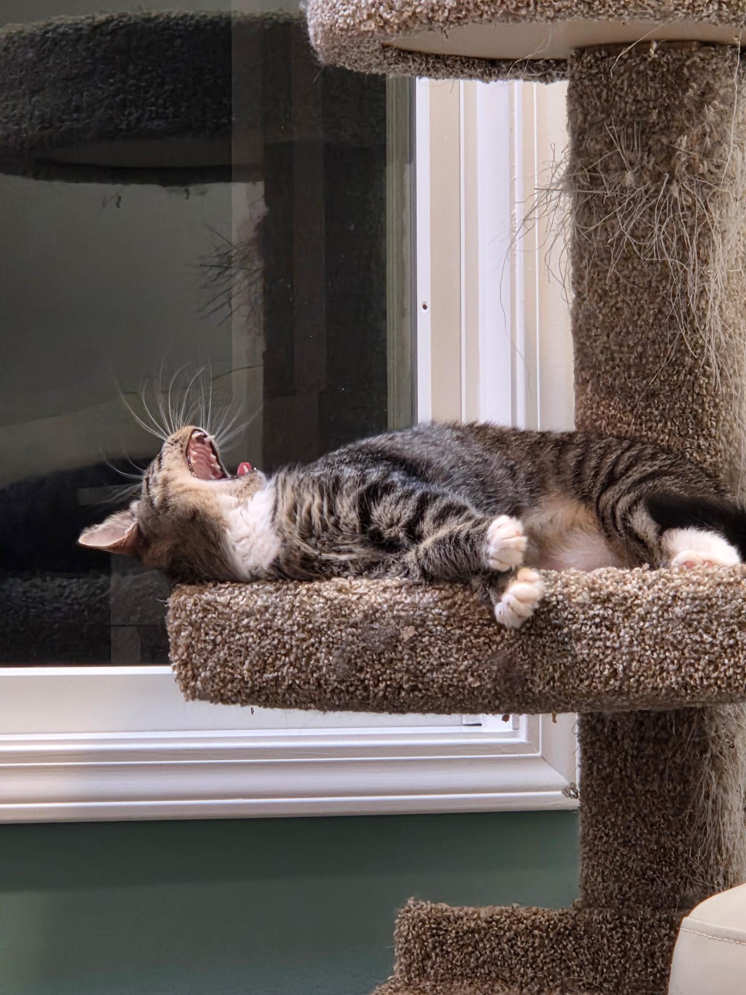 Venus, a Adoptable Domestic Short Hair in Albany, NY image 4/5