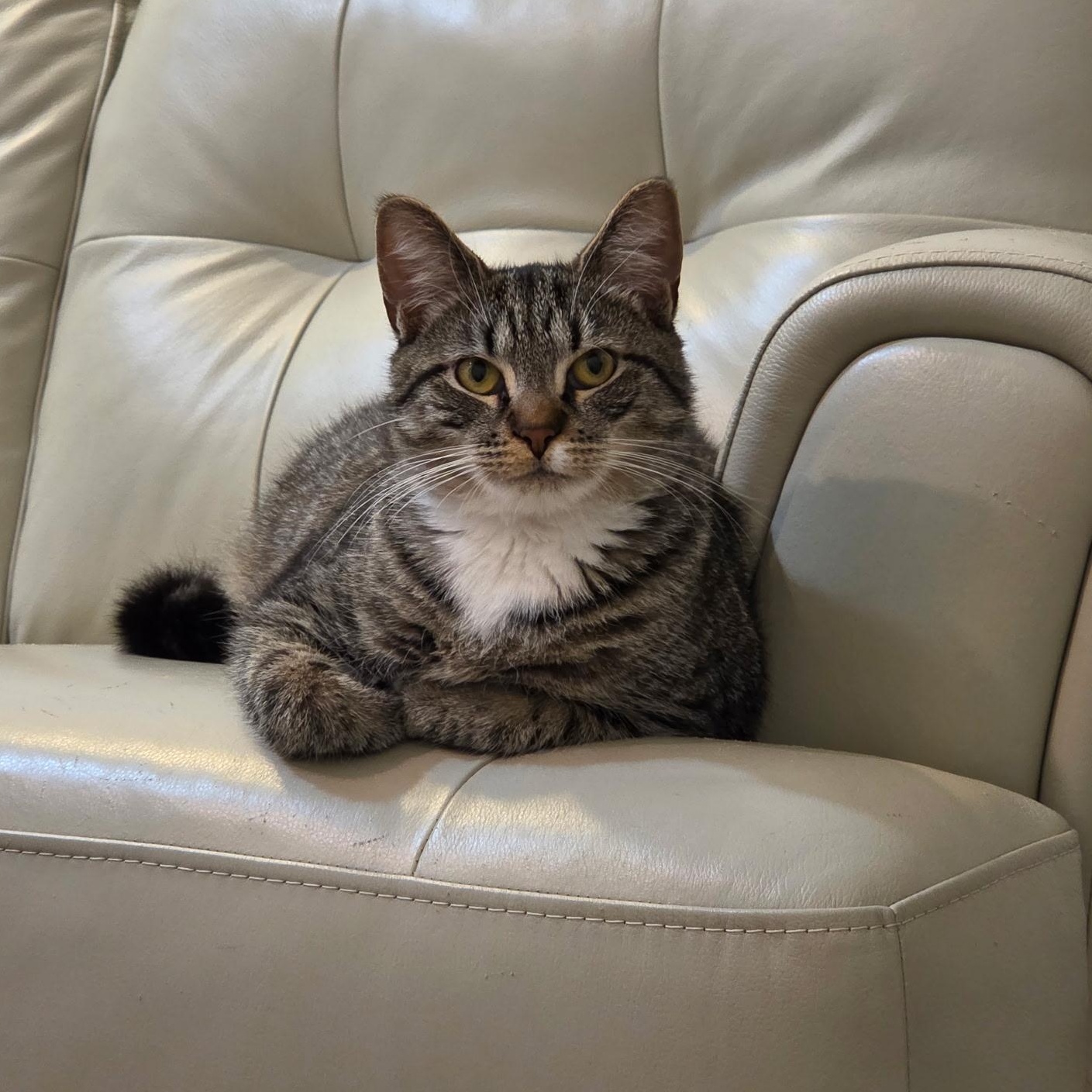 Venus, a Adoptable Domestic Short Hair in Albany, NY image 2/5