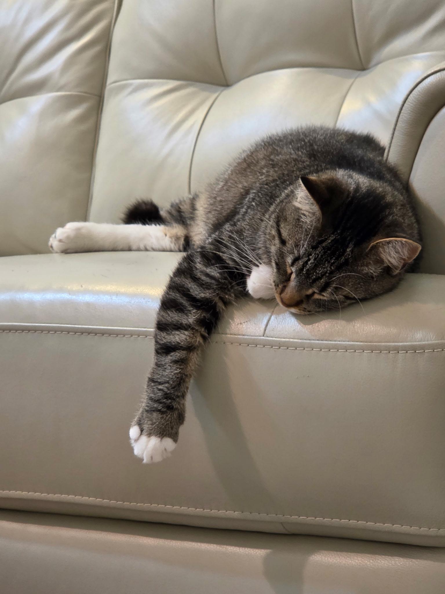 Venus, a Adoptable Domestic Short Hair in Albany, NY image 5/5