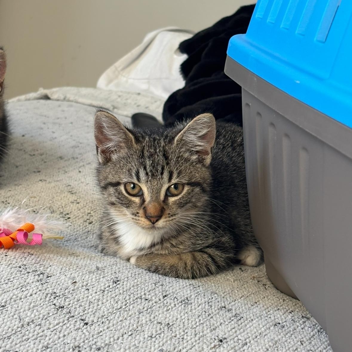 Venus — thumbnail 2