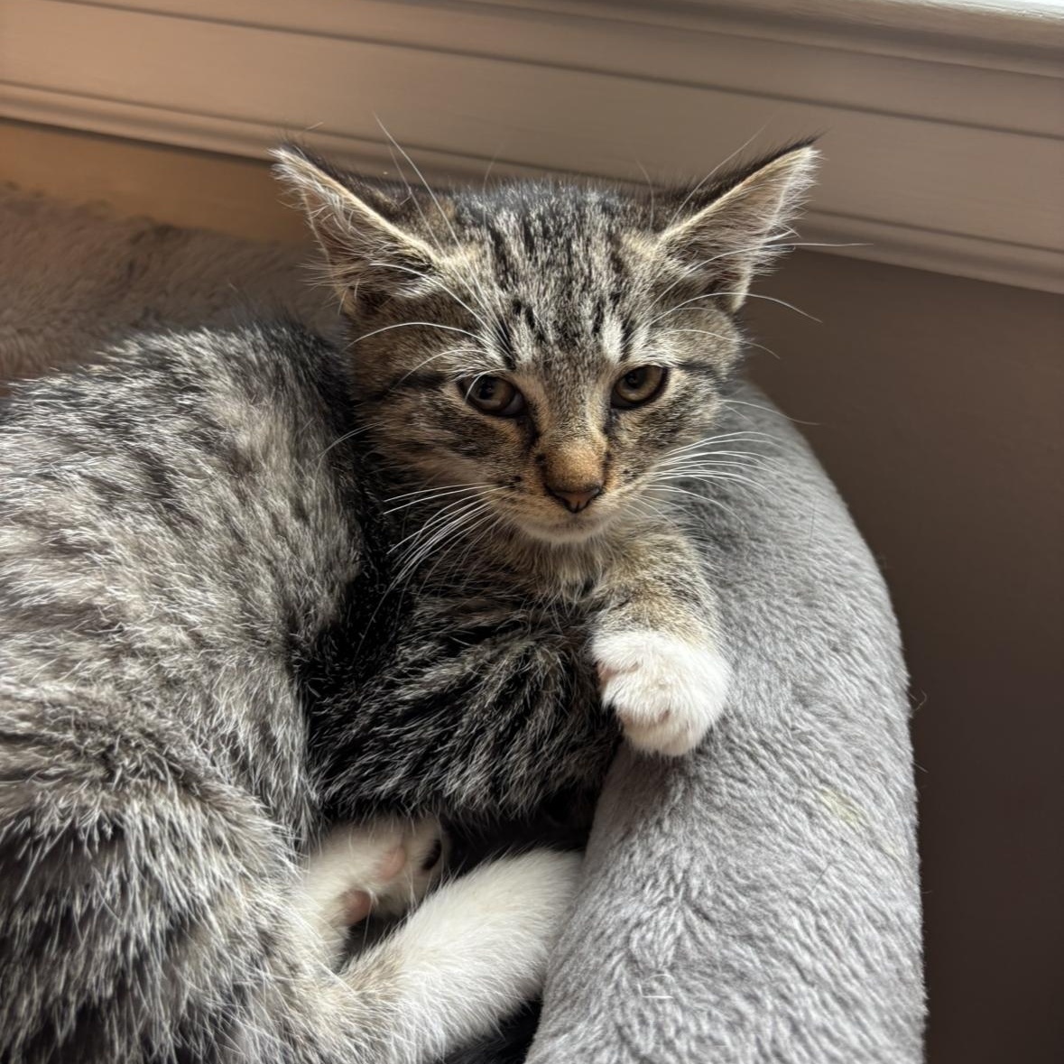 Venus — thumbnail 3