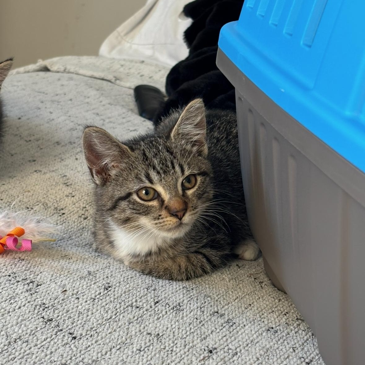 Venus — thumbnail 4