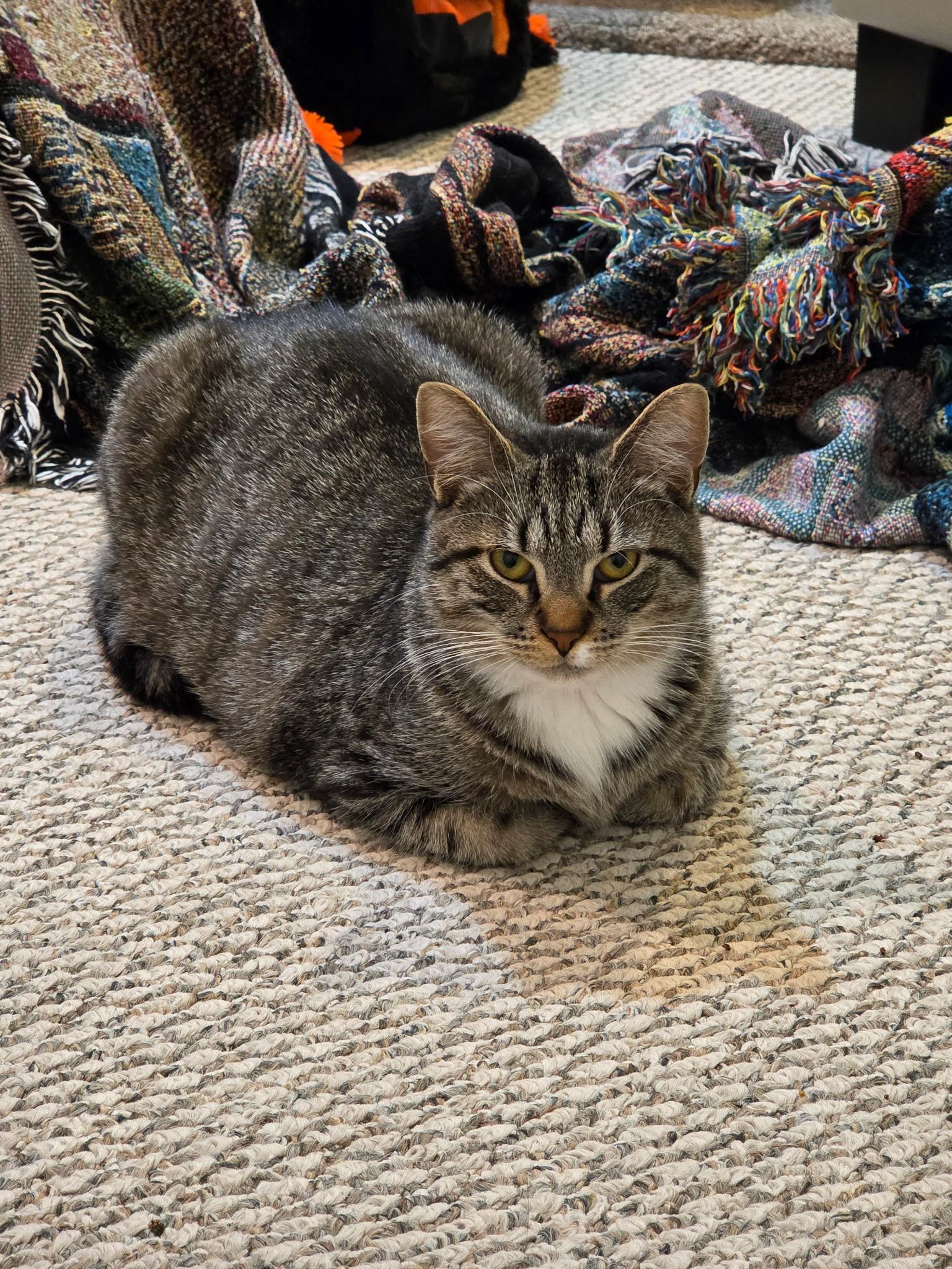 Venus, Adoptable, Kitten Female Domestic Short Hair.