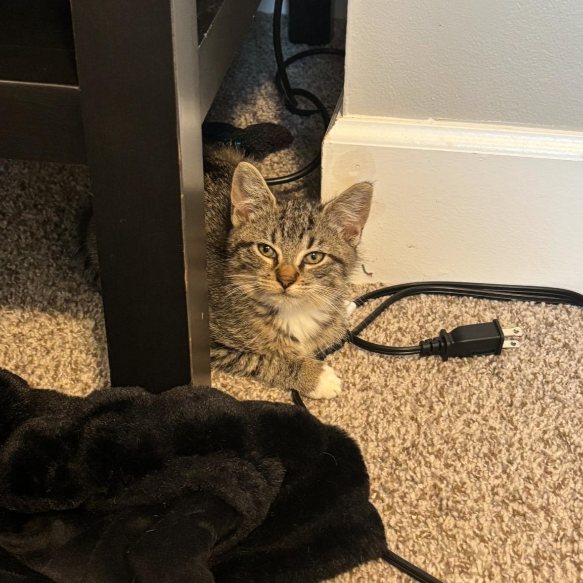 Venus — thumbnail 5