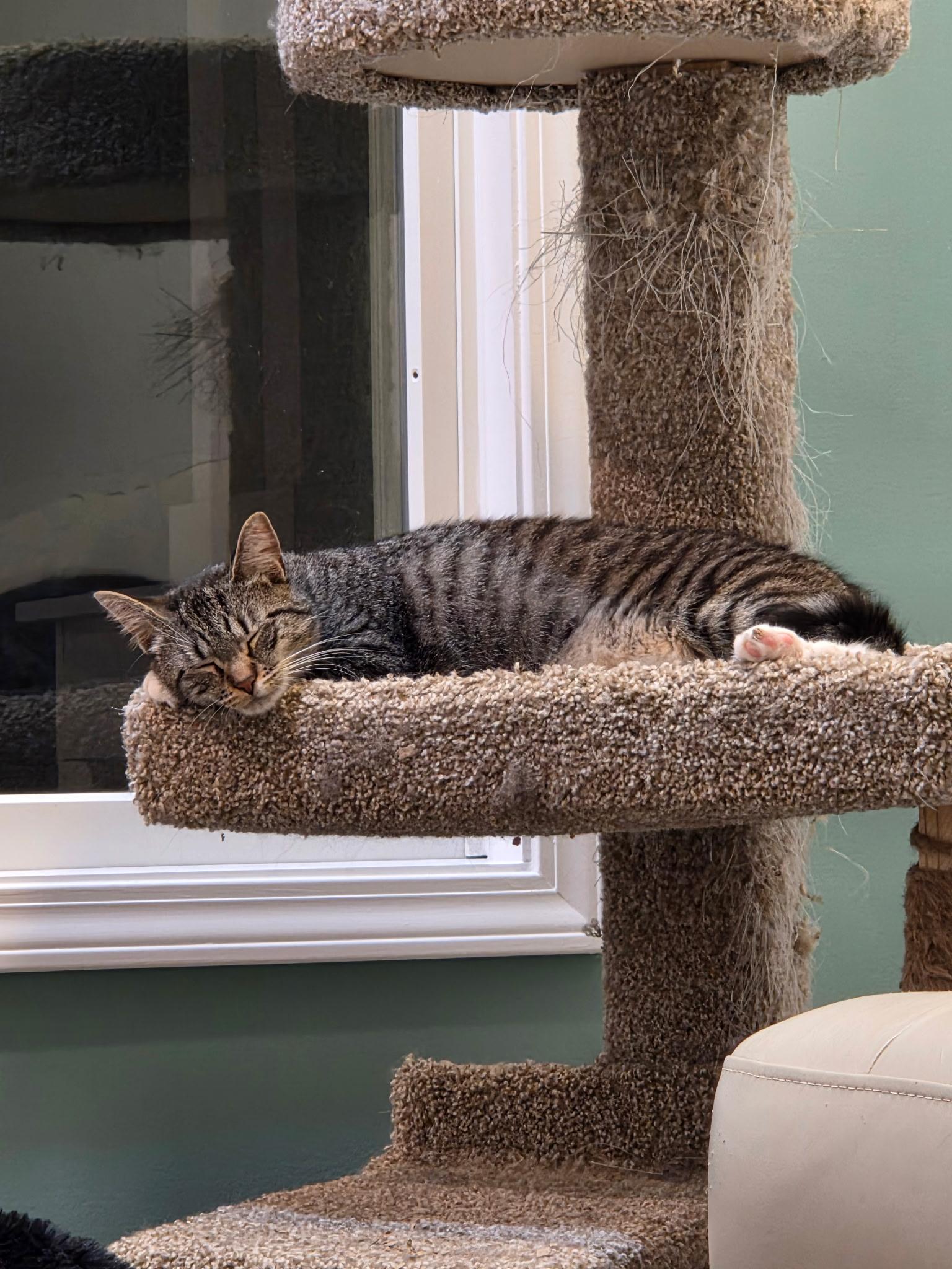 Venus, a Adoptable Domestic Short Hair in Albany, NY image 3/5