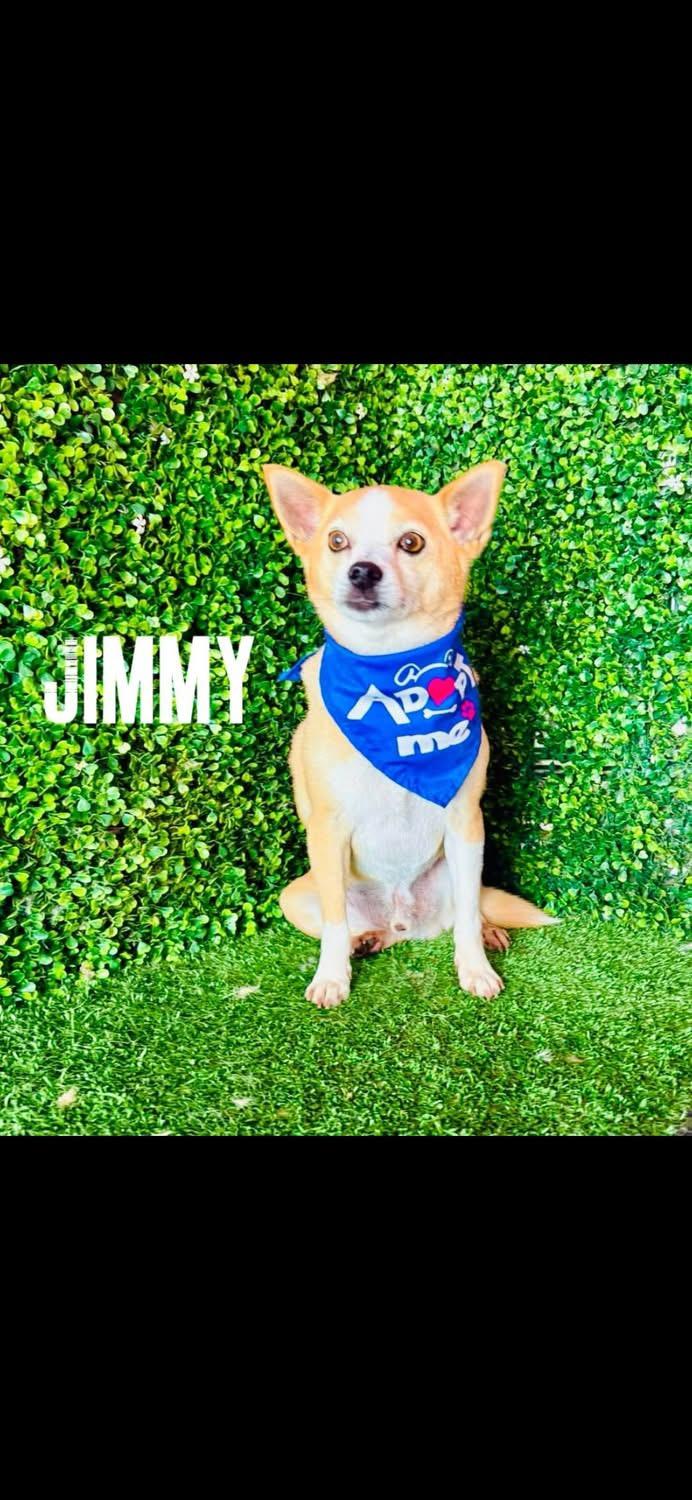 Enlarge JIMMY, a Adoptable mixed breed in Langley, BC image 4/6