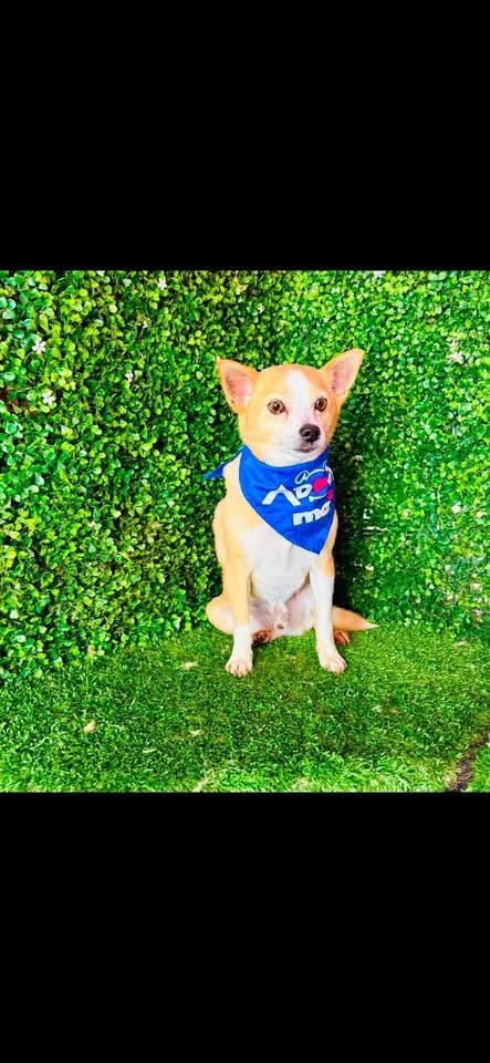 Enlarge JIMMY, a Adoptable mixed breed in Langley, BC image 6/6