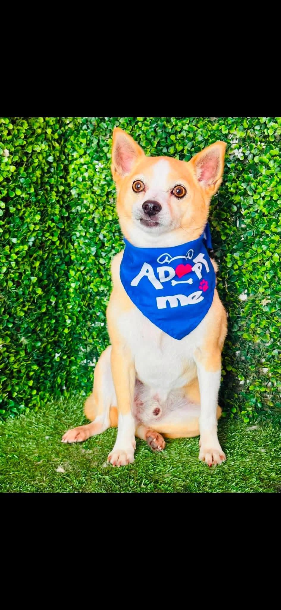 Enlarge JIMMY, a Adoptable mixed breed in Langley, BC image 5/6