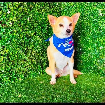 Enlarge JIMMY, a Adoptable mixed breed in Langley, BC image 2/6