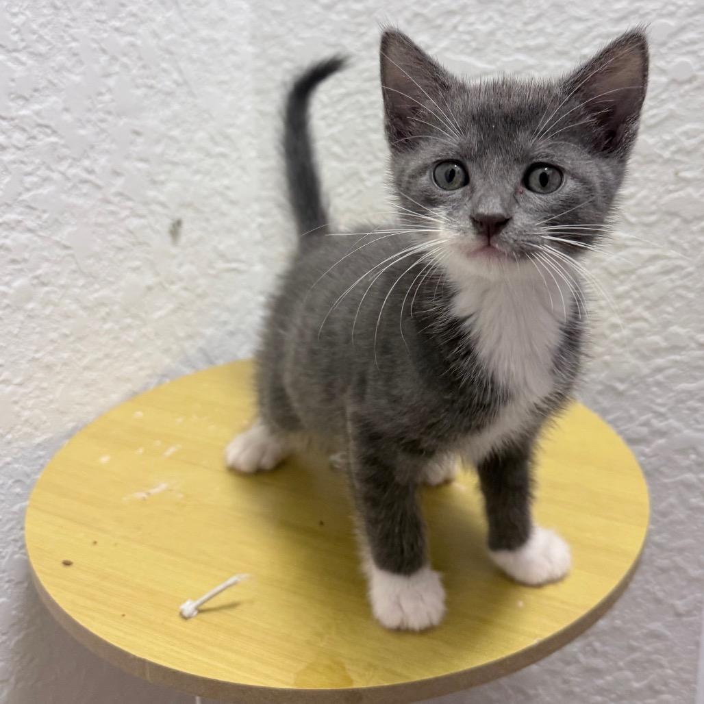 Boba, adopted, Young Female Domestic Short Hair.