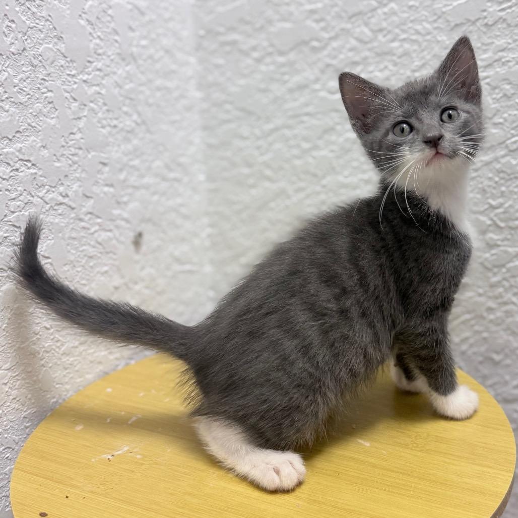 Enlarge Boba, an adopted Domestic Short Hair in Parkland, FL image 2/2