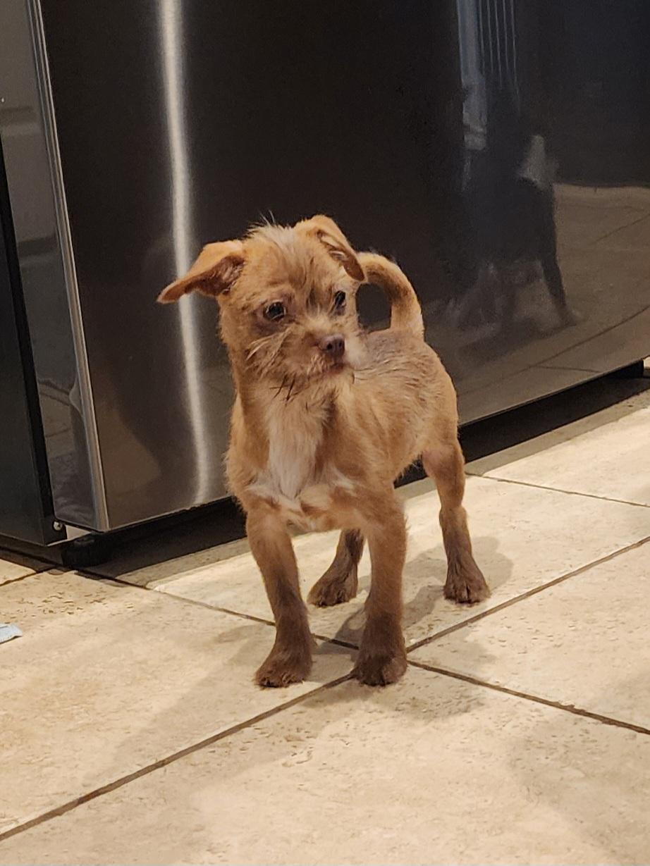 Jack Tripper, Adoptable, Puppy Male Chihuahua & Shih Tzu.