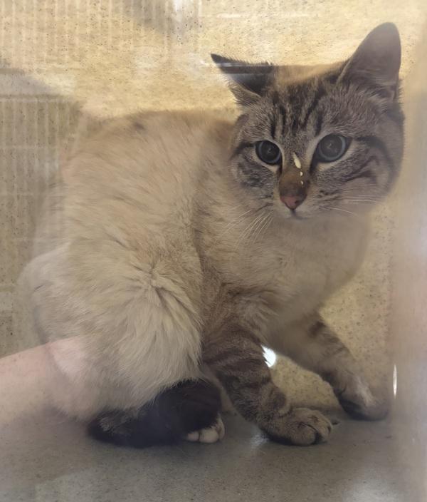 Working Cat- Grover, Adoptable, Young Male Domestic Short Hair.