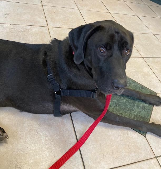 Queso, adopted, Adult Male Black Labrador Retriever.