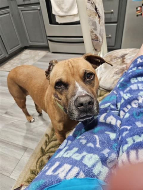 BELLE, Adoptable, Adult Female Pit Bull Terrier & Mixed Breed.