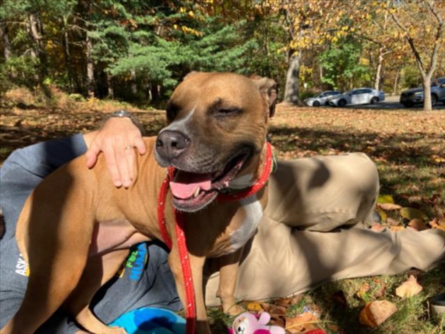 Enlarge BELLE, a Adoptable mixed breed in Derwood, MD image 1/1