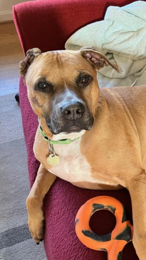 Enlarge BELLE, a Adoptable mixed breed in Derwood, MD image 1/1