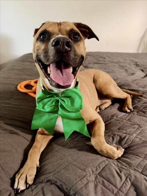 BELLE, Adoptable, Adult Female Pit Bull Terrier & Mixed Breed.