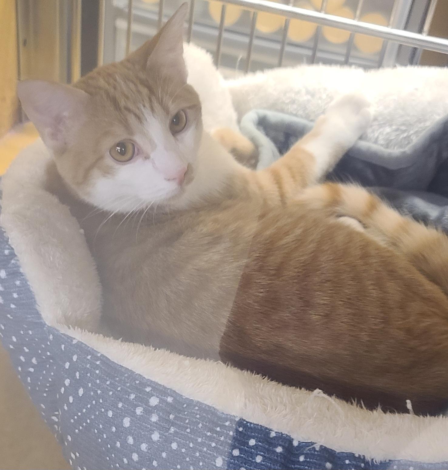 Enlarge CALVIN , a ADOPTABLE Tabby in Elgin, SC image 3/5