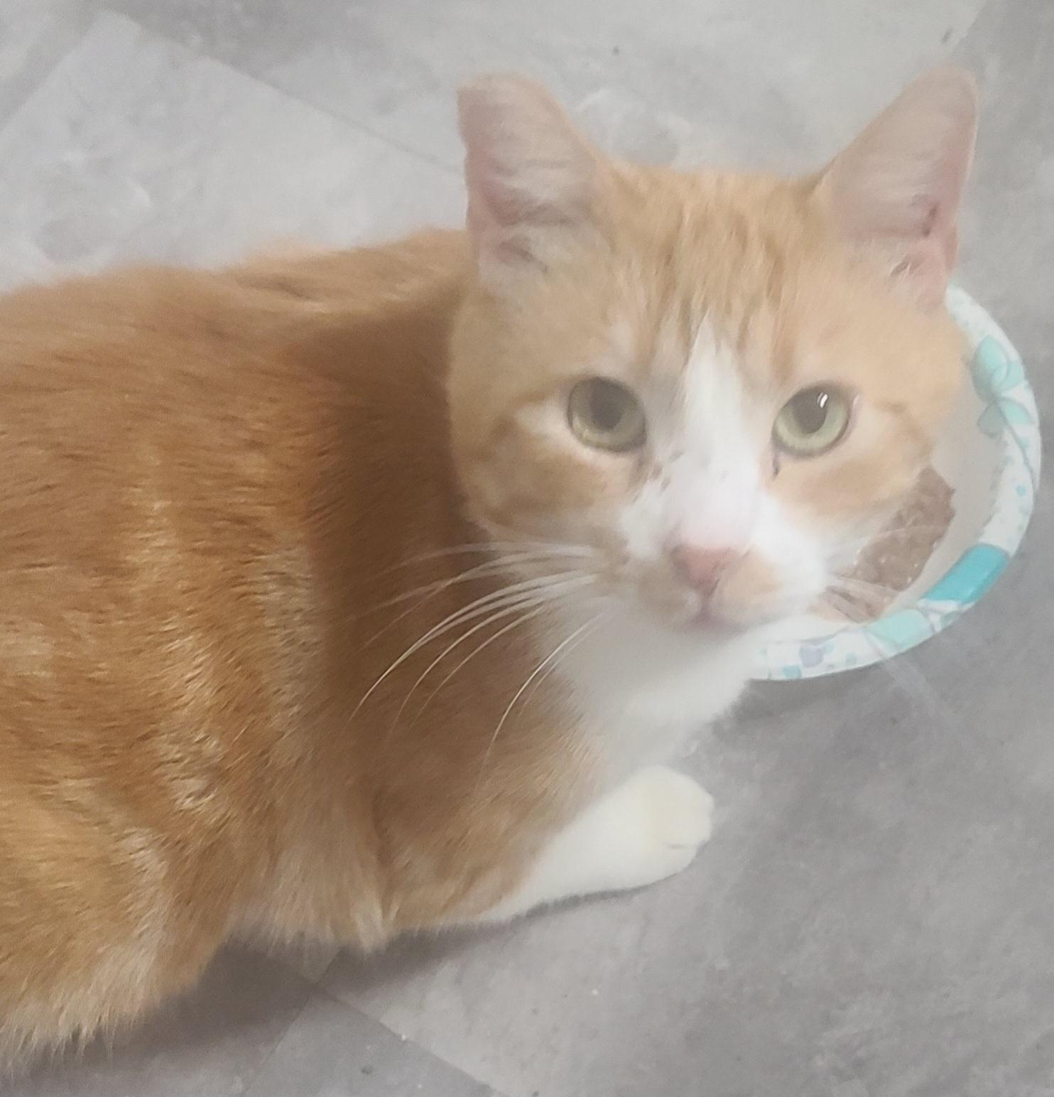 CALVIN , ADOPTABLE, Adult Male Tabby.