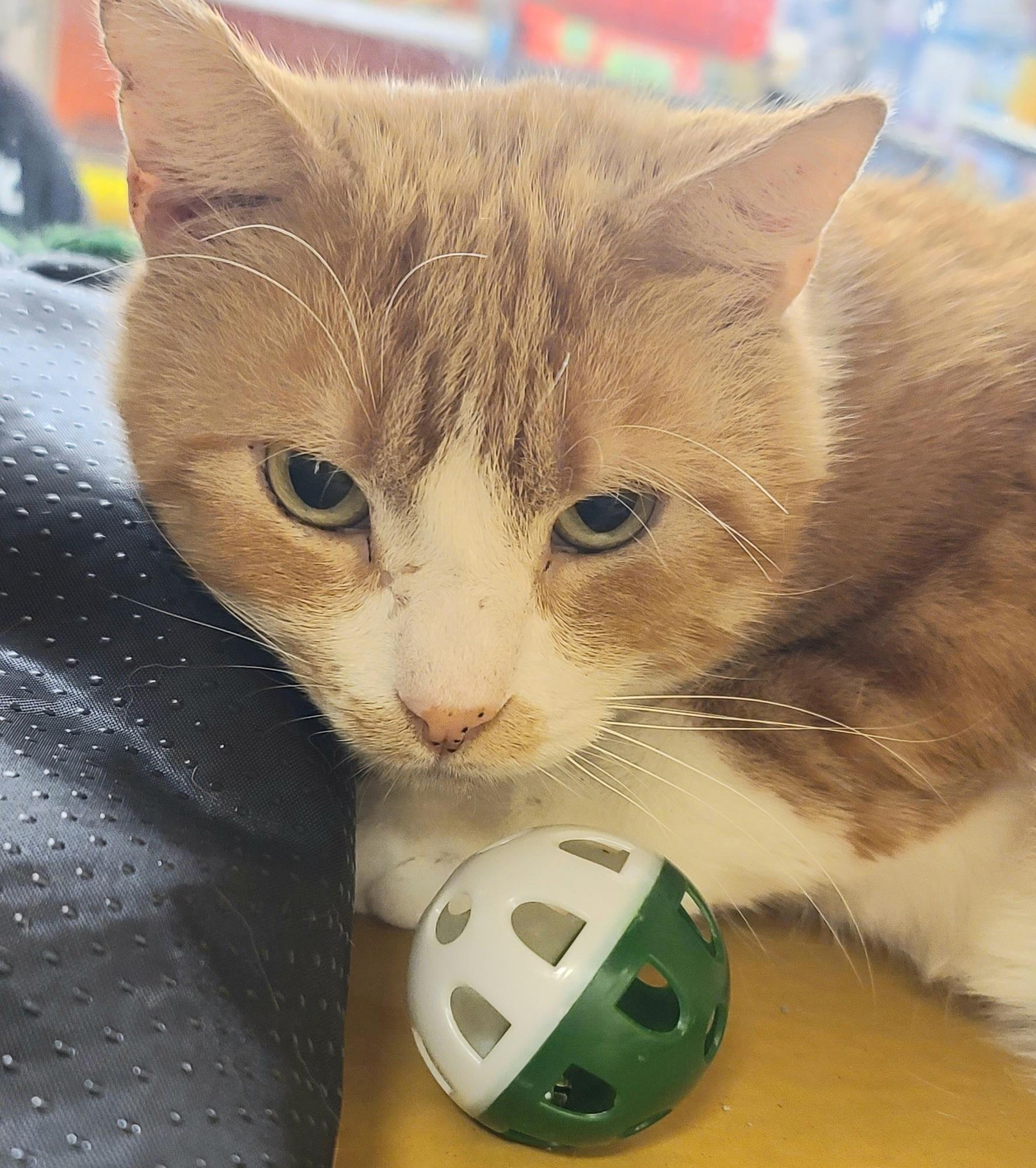 Enlarge CALVIN , a ADOPTABLE Tabby in Elgin, SC image 2/5