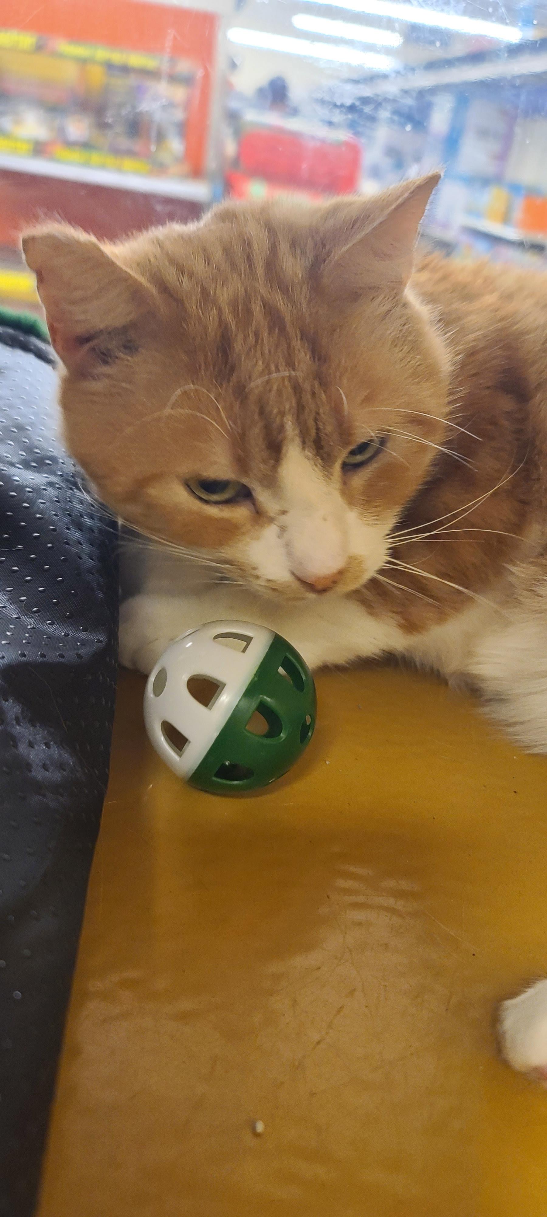 Enlarge CALVIN , a ADOPTABLE Tabby in Elgin, SC image 5/5