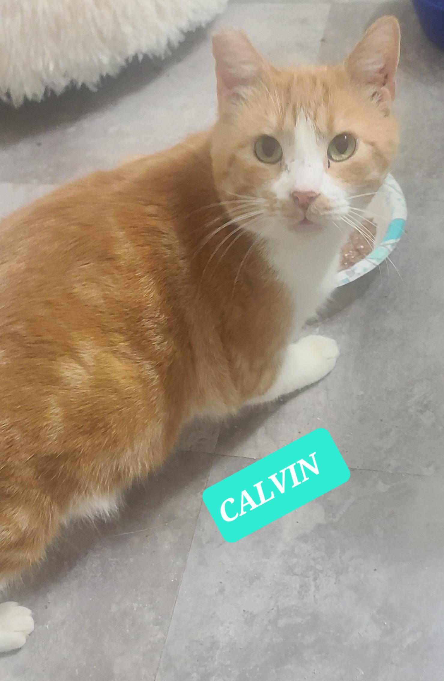 Enlarge CALVIN , a ADOPTABLE Tabby in Elgin, SC image 4/5