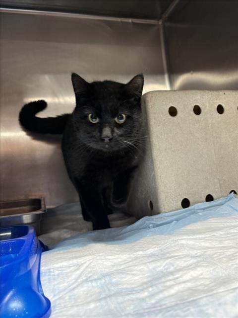 Enlarge SALEM, a Adoptable Domestic Short Hair in Olivehurst, CA image 1/1