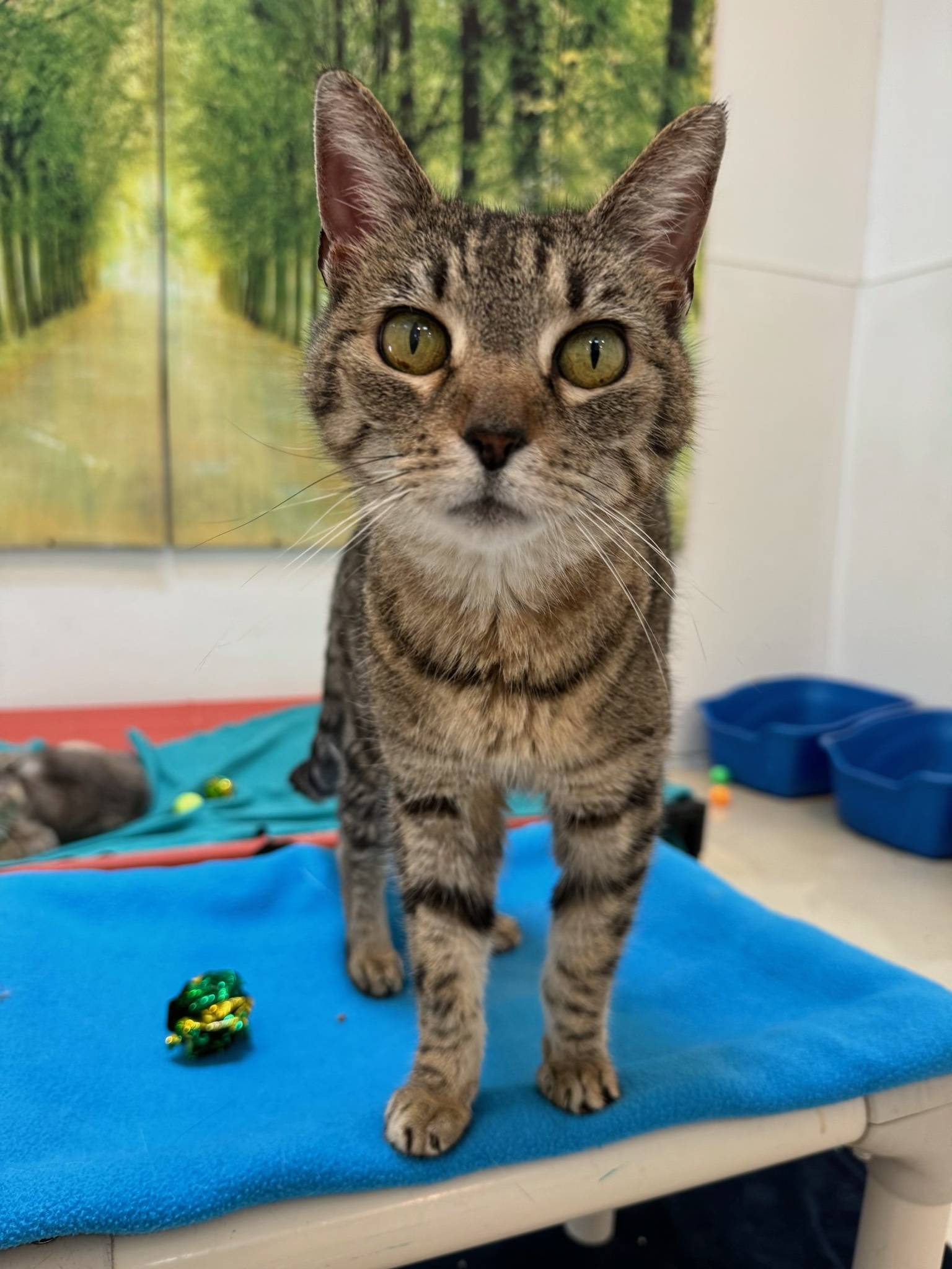 Novanta, Adoptable, Adult Female Domestic Short Hair.