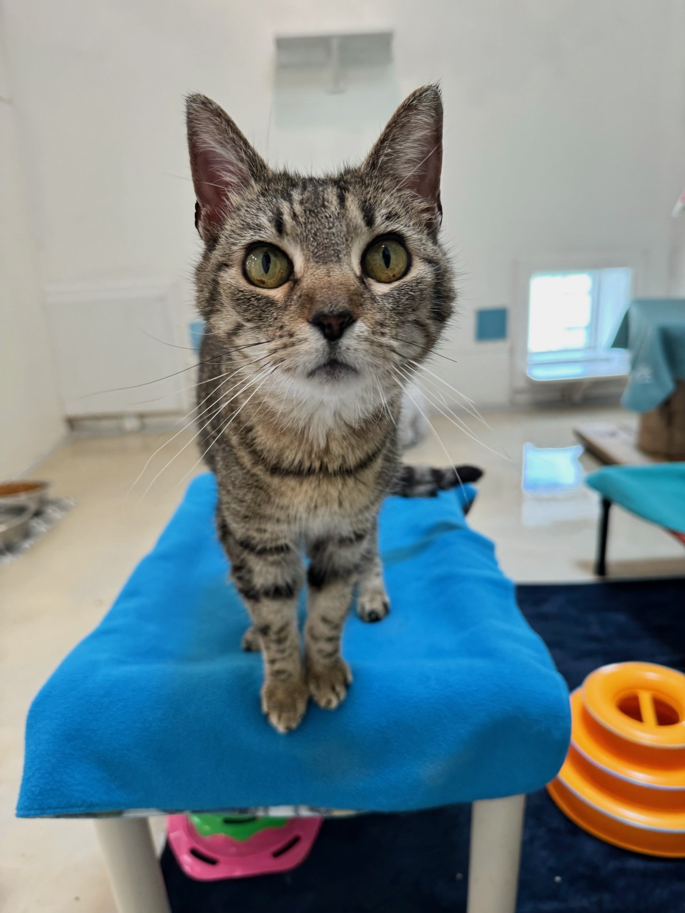 Novanta, a Adoptable Domestic Short Hair in Chicago, IL image 2/5