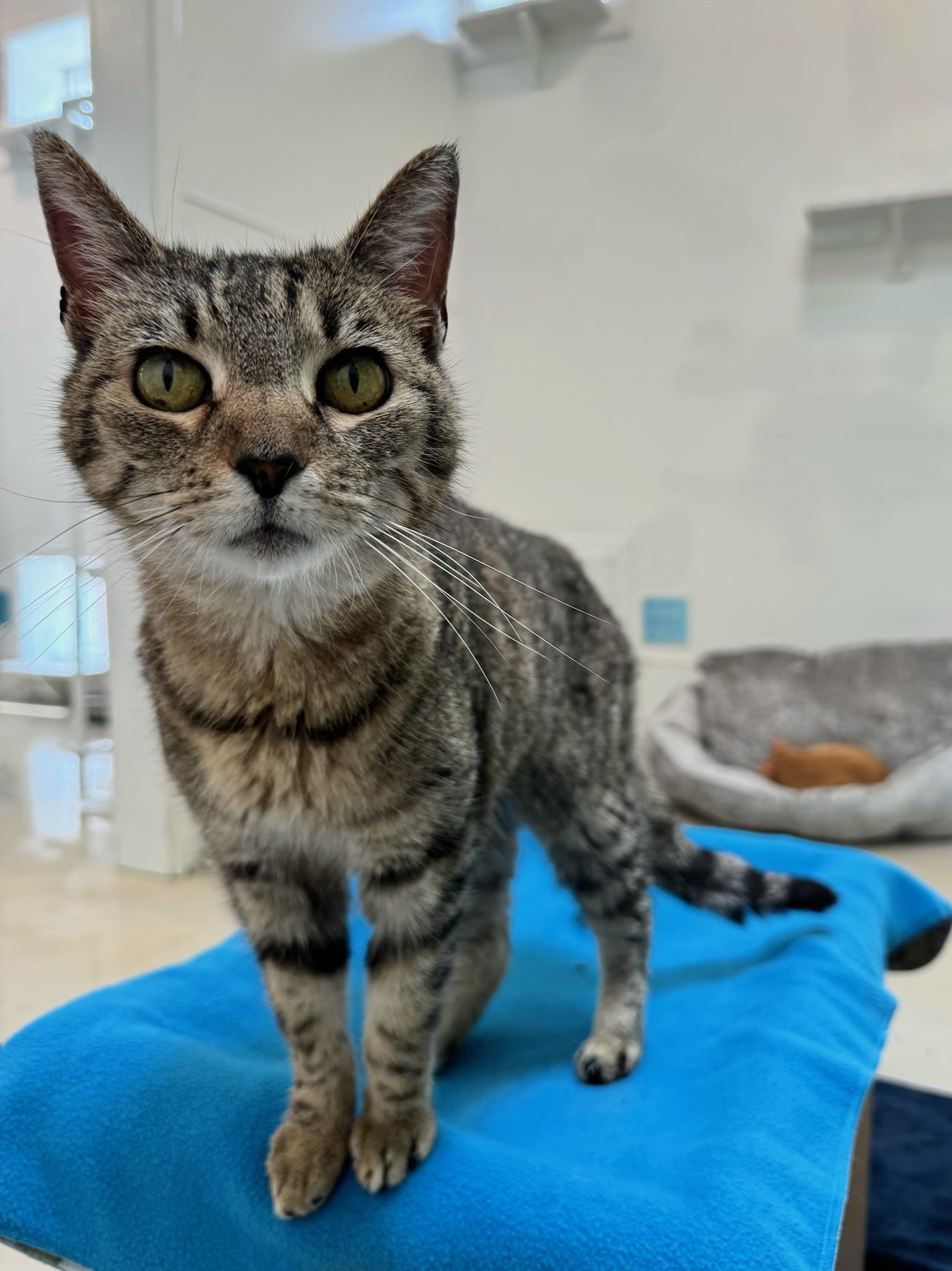 Novanta, a Adoptable Domestic Short Hair in Chicago, IL image 3/5