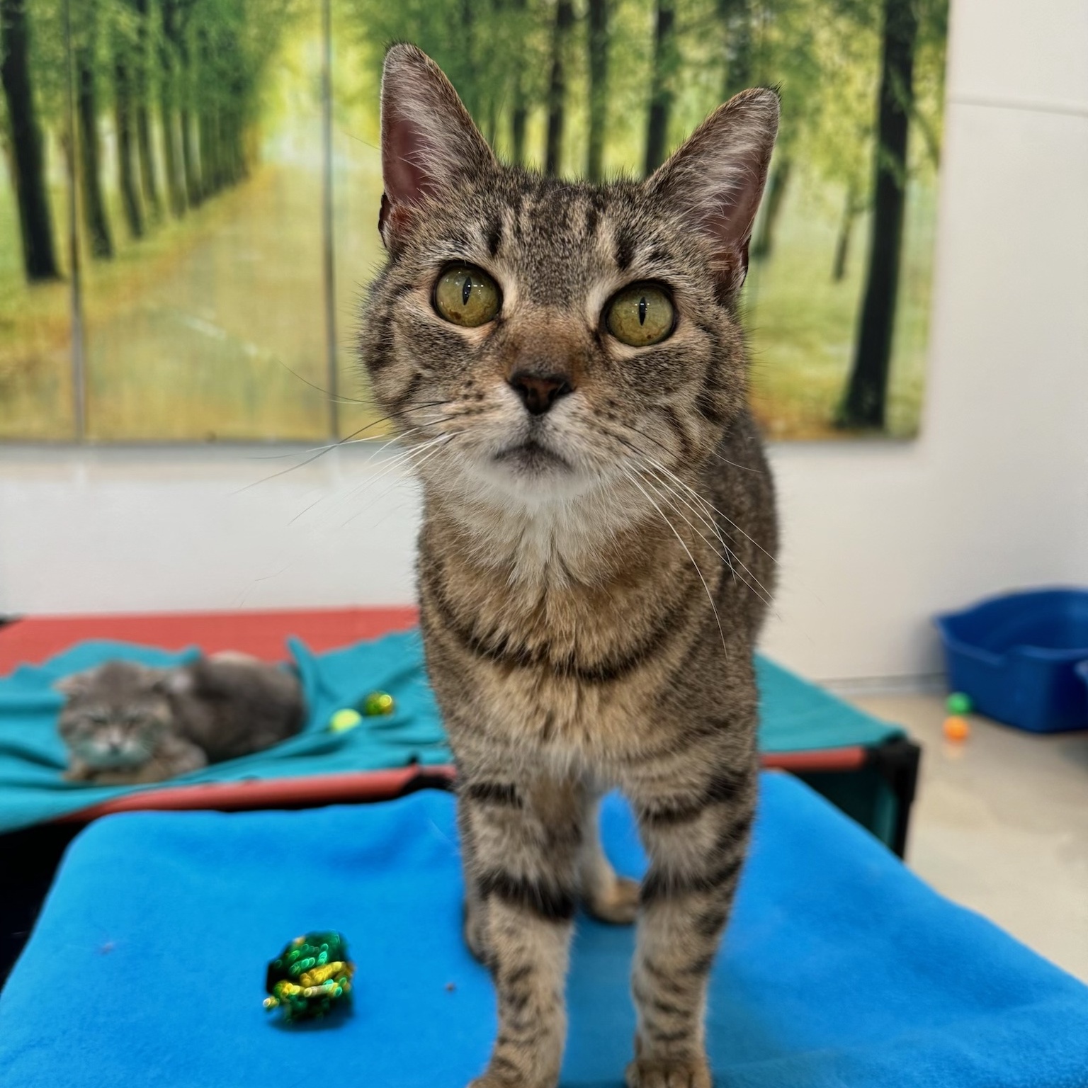 Novanta, a Adoptable Domestic Short Hair in Chicago, IL image 5/5