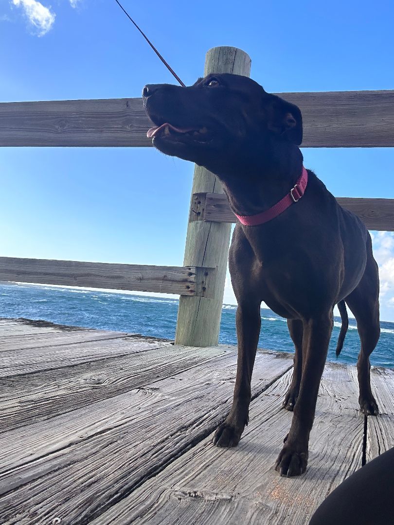 Stella, a Adoptable Mixed Breed in Loiza, PR image 3/4