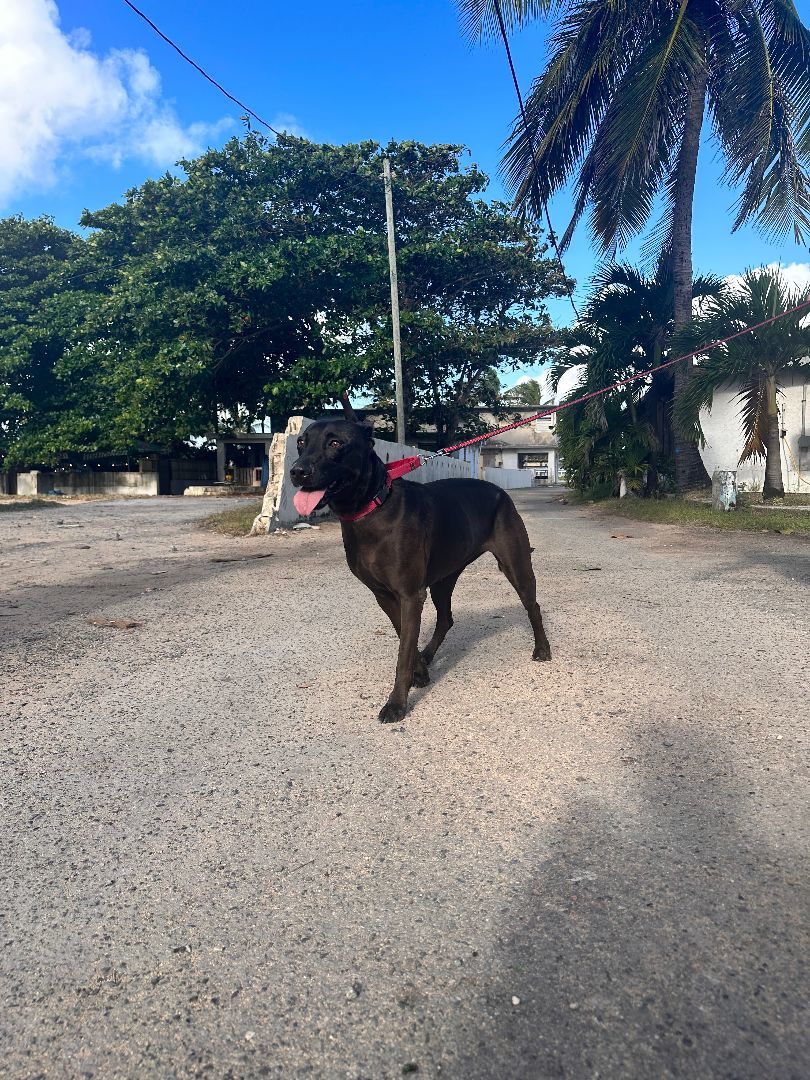 Stella, a Adoptable Mixed Breed in Loiza, PR image 4/4