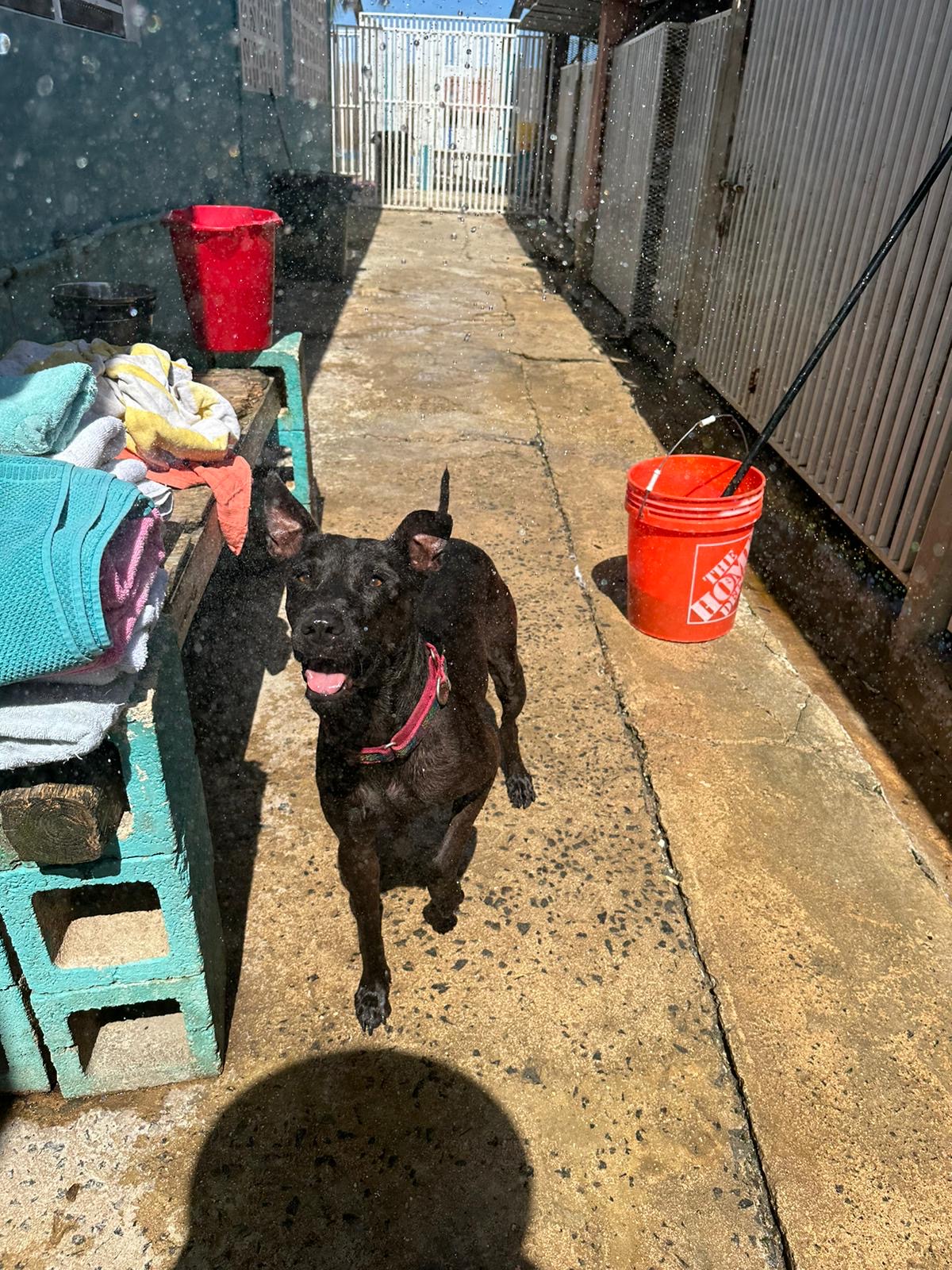 Stella, a Adoptable Mixed Breed in Loiza, PR image 1/4