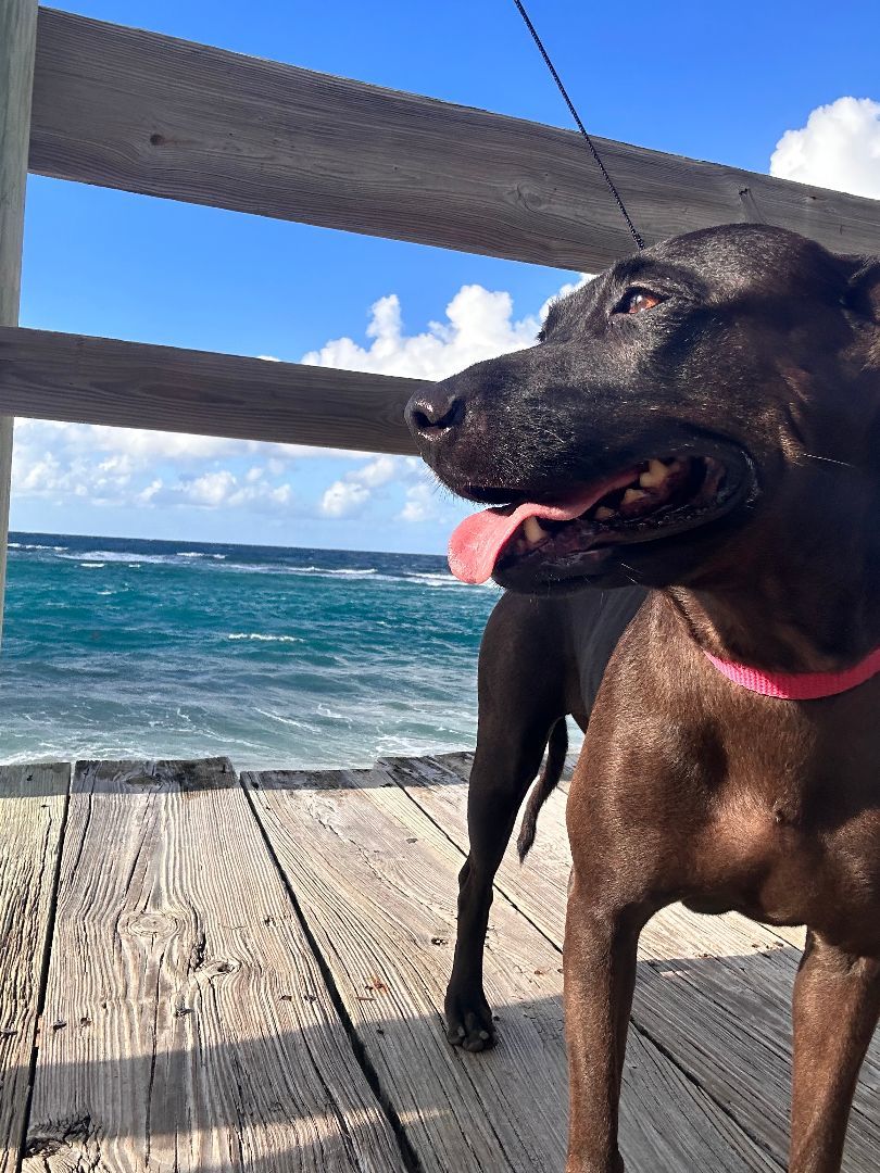 Stella, a Adoptable Mixed Breed in Loiza, PR image 2/4