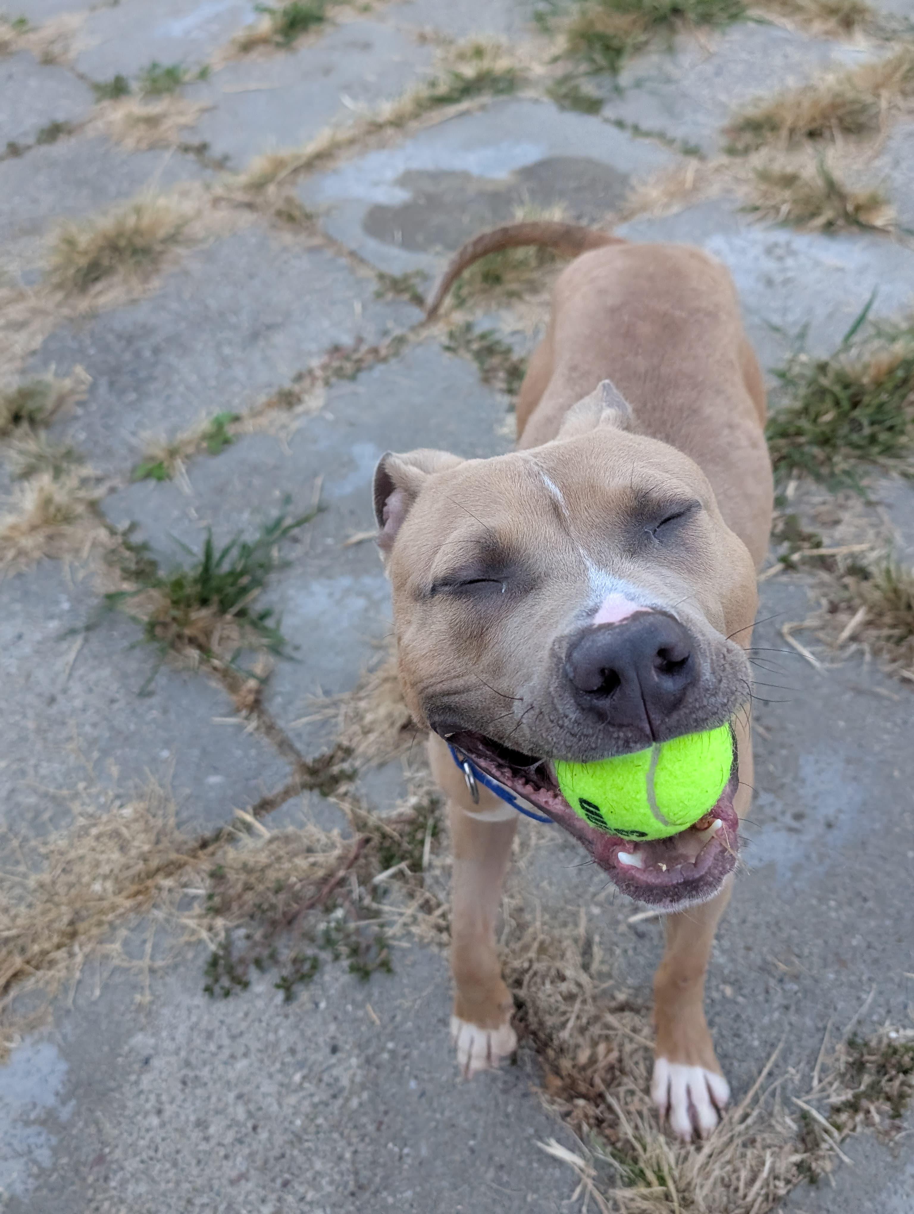 Enlarge Steve-O, a Adoptable Pit Bull Terrier in Renfrew, PA image 6/6