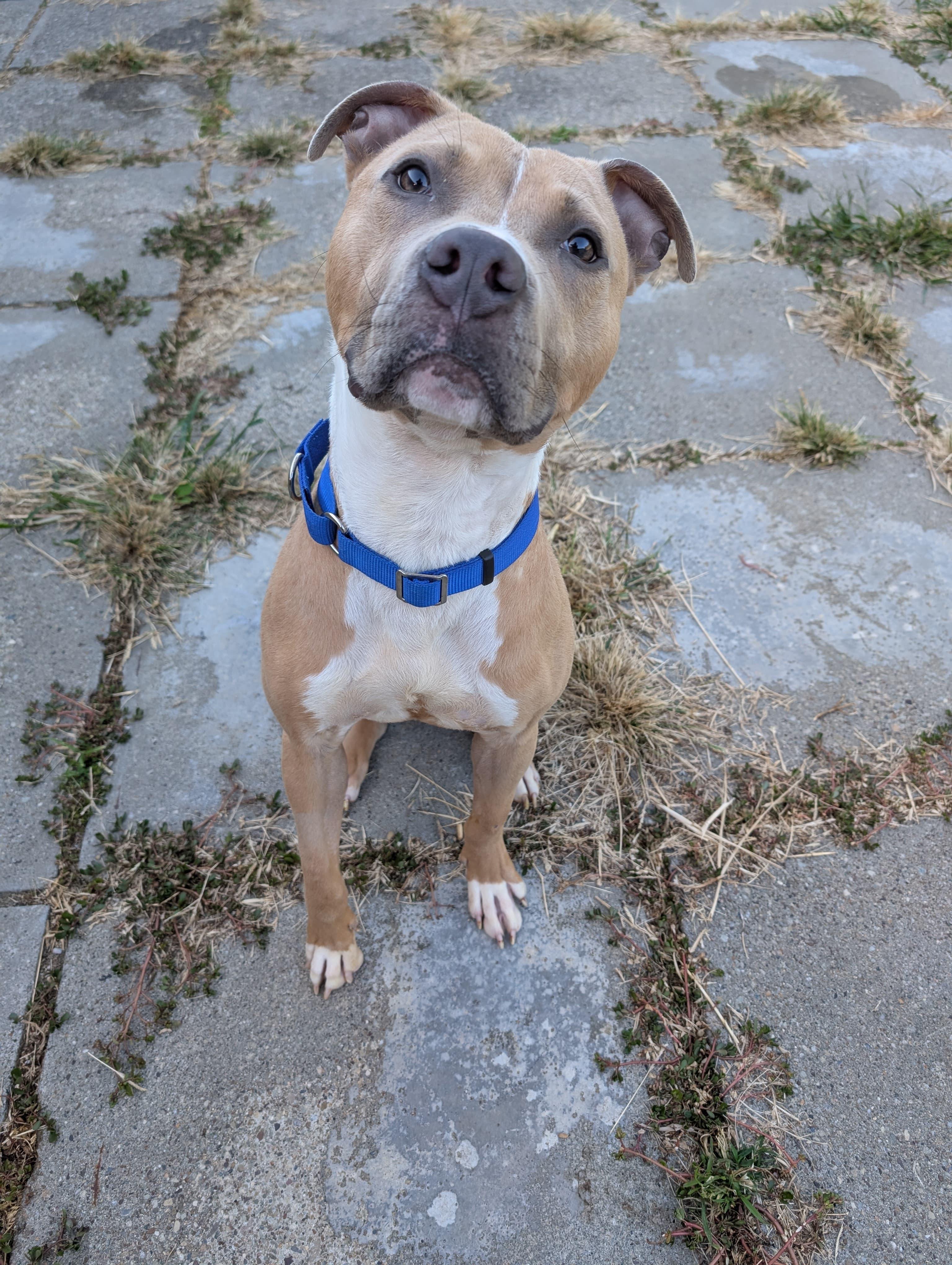 Enlarge Steve-O, a Adoptable Pit Bull Terrier in Renfrew, PA image 1/6