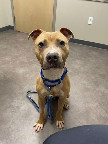 Enlarge Steve-O, a Adoptable Pit Bull Terrier in Renfrew, PA image 4/6