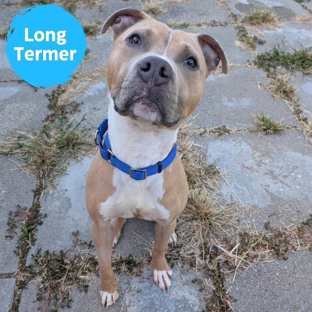 Steve-O, Adoptable, Adult Male Pit Bull Terrier.