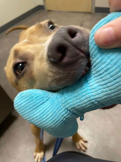 Enlarge Steve-O, a Adoptable Pit Bull Terrier in Renfrew, PA image 5/6